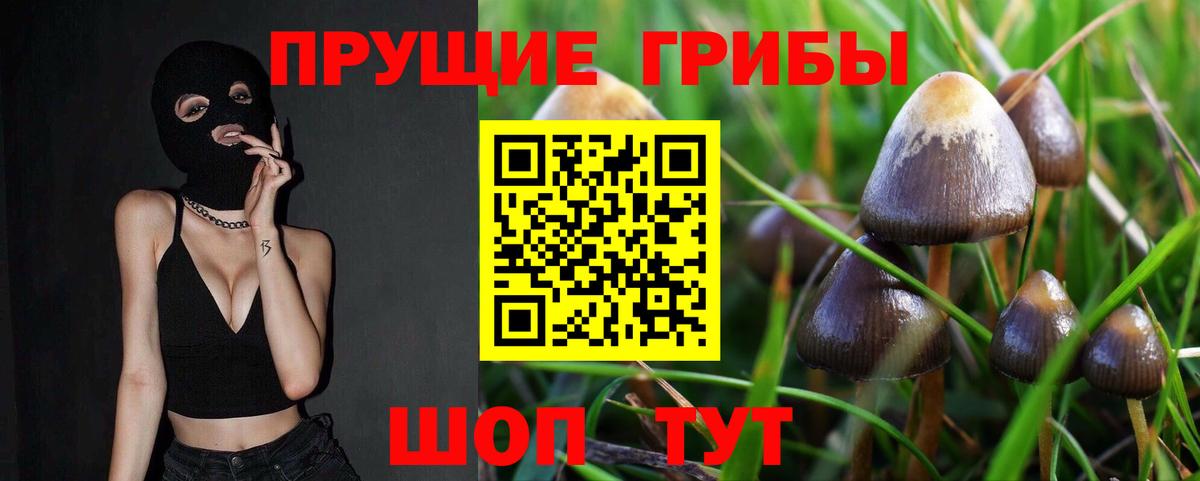 Галлюциногенные грибы Psilocybine cubensis Луга